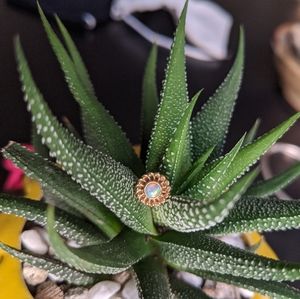 Anatometal 14k Gold Light Blue Opal Earrings